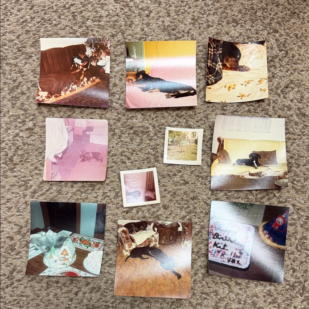 Vintage Pet Photography Collection - Multicolor Prints